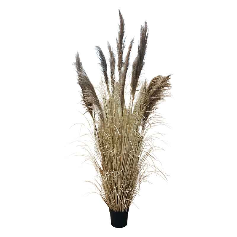 Hagymagfű Természetes Pampaszfű 120 cm
