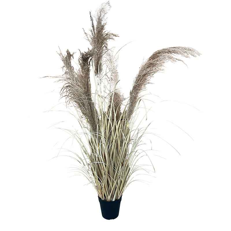 Hagymagfű Természetes Pampaszfű 120 cm