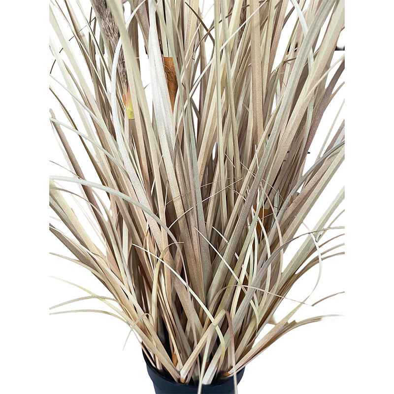 Hagymagfű Természetes Pampaszfű 120 cm