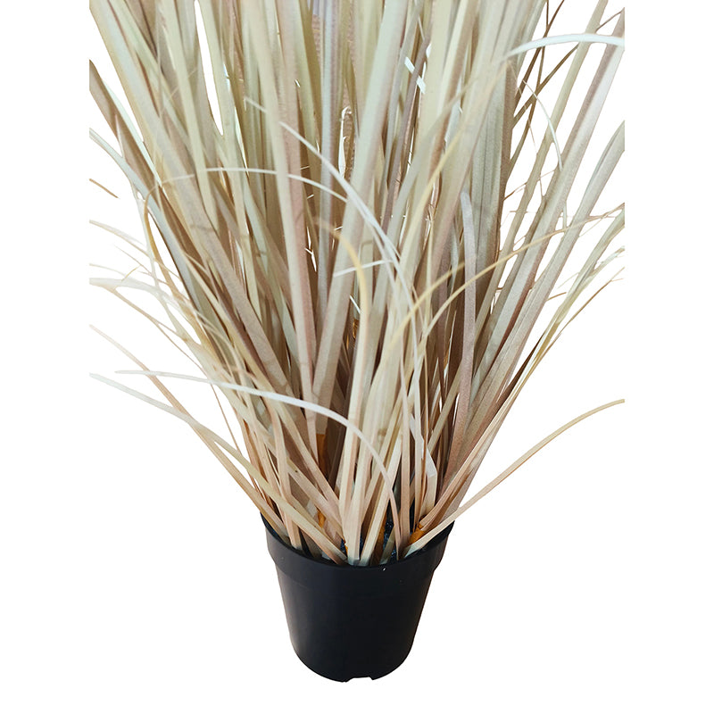 Hagymagfű Természetes Pampaszfű 120 cm