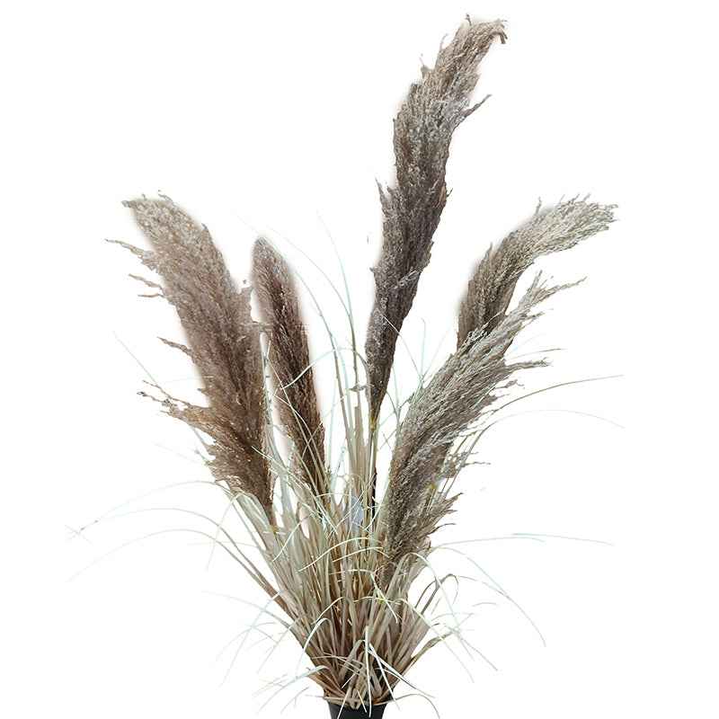 Hagymagfű Természetes Pampaszfű 120 cm