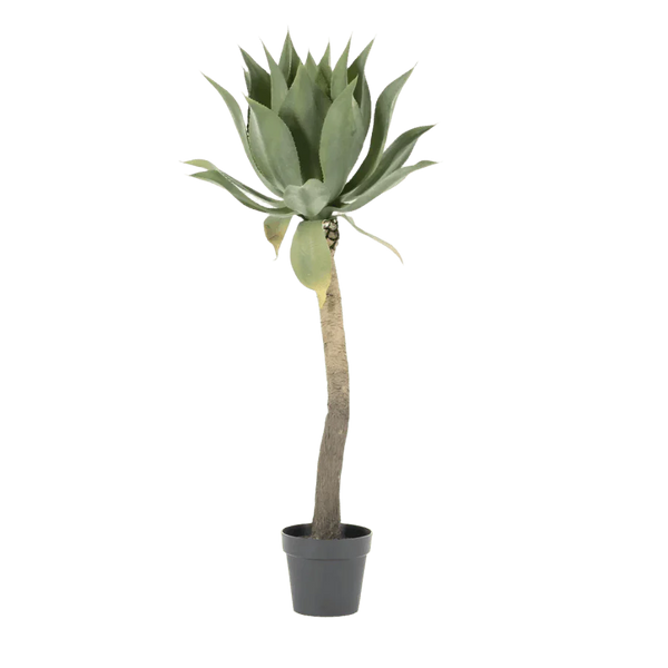 Agave on stem 122cm
