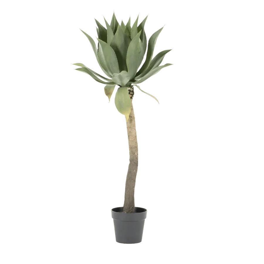 Agave on stem 122cm